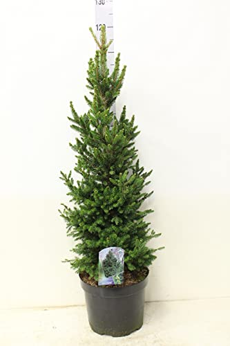 Picea abies Will's Zwerg 90-110 cm Zwergfichte - Gewöhnliche Fichte - wächst kegelförmig von Blumen-Senf