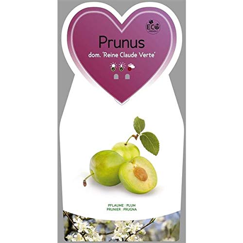 Prunus domestica 'Reine Claude Verte' ca. 120 cm – Große Grüne Reneklode – Obstbaum im Topf – Süß-saftige Pflaume – Winterhart – Essbar – Ideal für Garten & Terrasse von Blumen-Senf