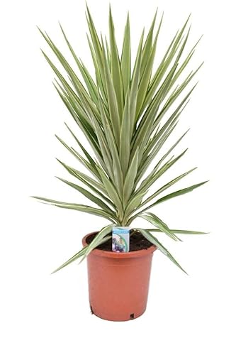 Riesen-Palmlilie Jewel 180-200 cm - Yucca elephantipes Jewel - Zimmerpflanze von Blumen-Senf