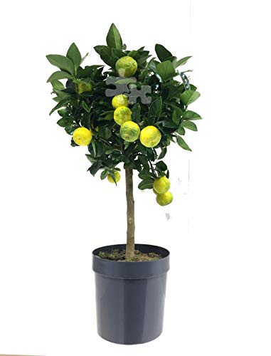 Römische Limette 'Pursha' – Süße Citrus limetta im 20 cm Topf, 70–100 cm Gesamthöhe – Mediterrane Zitruspflanze für Garten, Terrasse & Wintergarten – Pflegeleicht & Fruchttragend von Blumen-Senf
