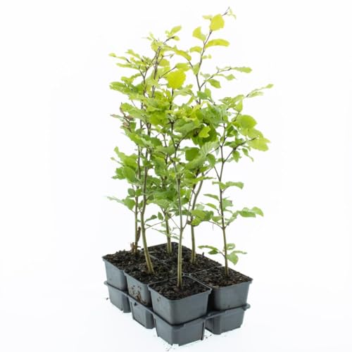 Rotbuche 40-60 cm 1 Stück Fagus sylvatica - Laubbaum - Heckenpflanze - im Topf gewachsen von Blumen-Senf