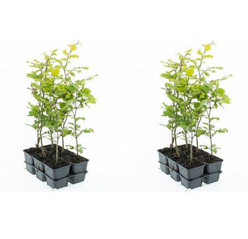 Rotbuche 40-60 cm 12 Stück Fagus sylvatica - Laubbaum - Heckenpflanze - im Topf gewachsen von Blumen-Senf