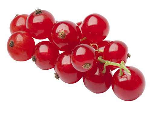 Rote Johannisbeere 'Jonkheer van Tets' – Ribes rubrum | Ertragreich, frosthart & frühreif | Beerenstrauch 30-35 cm im P9 Topf – Perfekt für Garten & Balkon von Blumen-Senf