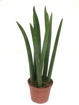 SANSEVERIA CYLINDRICA SPAGHETTI 35 cm +/- von Blumen-Senf