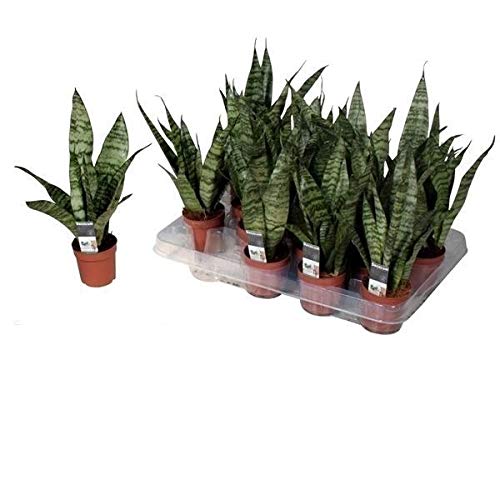 Sansevieria Black Coral 40 cm inkl. Keramiktopf – Bogenhanf für bessere Raumluft, pflegeleichte Zimmerpflanze zur Luftreinigung und Dekoration von Blumen-Senf