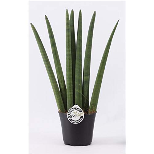 Sansevieria Cylindrica Fan ca. 70 cm Bogenhanf Schwiegermutterzunge bessere Raumluft von Blumen-Senf