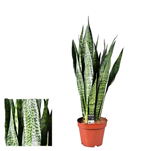 Sansevieria Zeylanica (Bogenhanf) 40 cm - Luftreinigende Zimmerpflanze für bessere Raumluft, Pflegeleicht & Robuste Dekorative Pflanze für Ihr Zuhause oder Büro von Blumen-Senf