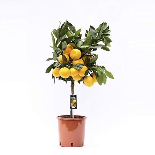 Satsuma-Mandarine 80 cm - Citrus unshiu - Satsumabaum - Citrus von Blumen-Senf