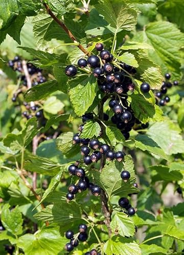 Schwarze Johannisbeere Ribes nigrum 'Ben Sarek' – 60-70 cm kräftige Pflanze, winterhart & ertragreich – Ideal für Garten und Balkon von Blumen-Senf