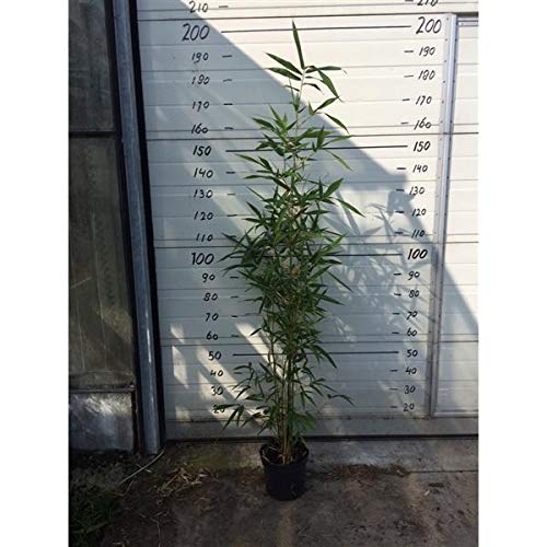 Semiarundinaria 'Viridis' C2-2 Liter 50-75 cm - Grüner Tempel Bambus - Grüner Säulenbambus von Blumen-Senf