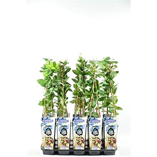 Sibirische Blaubeere 'Borealis' (Lonicera caerulea) – winterharte Honigbeere, ca. 60 cm, vitaminreich & pflegeleicht, ideal zum Naschen, für Marmelade & Saft geeignet von Blumen-Senf