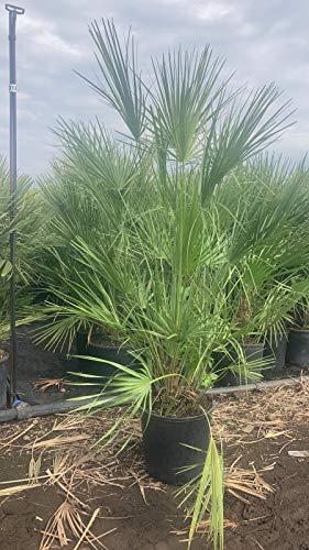 Sonderposten Winterharte Zwergpalme 140-170 cm - Chamaerops humilis, robuste Palme für Garten & Terrasse, frosthart bis -15°C, im Topf Ø 30 cm von Blumen-Senf