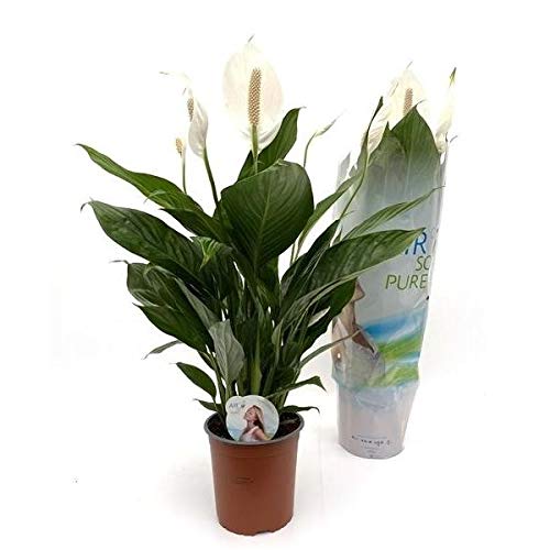 Spathiphyllum 'Bingo Cupido' 80 cm - Einblatt Scheidenblatt Friedenslilie Blattfahne von Blumen-Senf