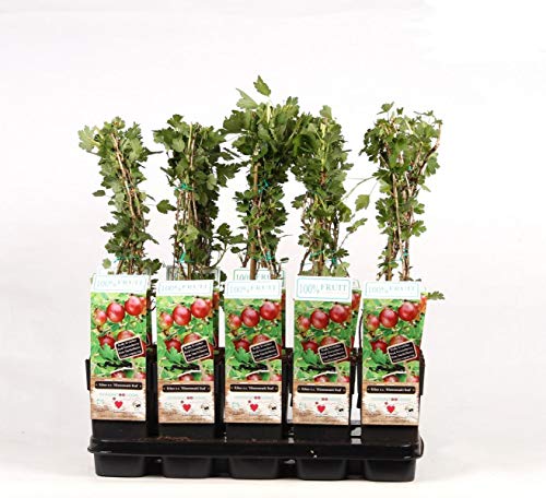Stachelbeere Hinnonmäki Rot 60-70 cm – Ribes uva-crispa, Winterhart, Ertragreiche Pflanze für Garten & Balkon, Süße Früchte, Robuste Beerenpflanze von Blumen-Senf