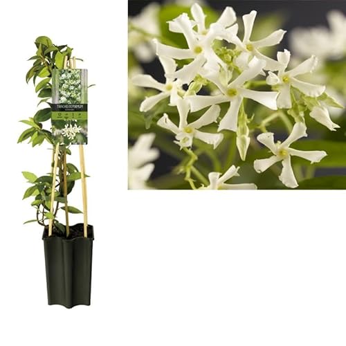 Sternjasmin (Trachelospermum jasminoides) 50–70 cm – Immergrün, Winterhart & Stark Duftend | Duftjasmin, Kletterpflanze von Blumen-Senf