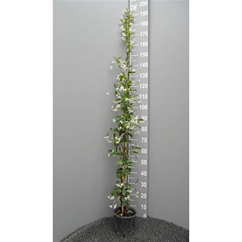 Sternjasmin ca. 120 cm - Immergrün, Duftend & Winterhart Trachelospermum jasminoides von Blumen-Senf