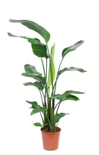 Strelitzia nicolai 120-140 cm Baumstrelitzie Baum-Paradiesvogelblume Zimmerpflanze - Luft reinigend von Blumen-Senf