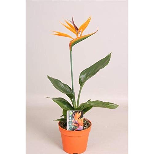 Strelitzia reginae 25cm+/- Paradiesvogelblume von Blumen-Senf