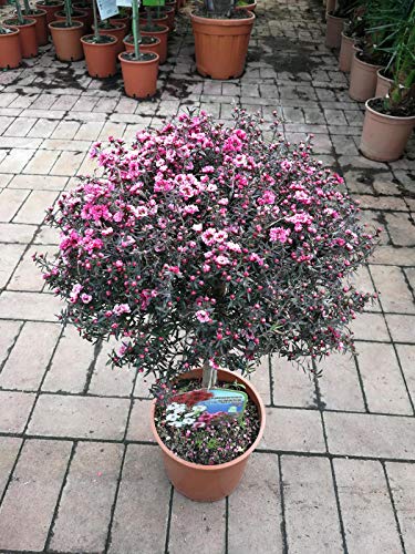 Südseemyrte 80-100 cm Rosa Stämmchen Leptospermum scoparium - Manuka von Blumen-Senf