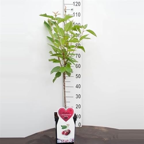 Süßkirsche Prunus Hedelfinger Riesenkirsche | Obstbaum 100–120 cm inkl. Topf | Winterharte Obstpflanze Kirschbaum für Garten & Terrasse | Saftige, große Kirschen – reichtragend & robust Süßkirsche Prunus Hedelfinger Riesenkirsche | Obstbaum 100–120 cm inkl. Topf | Winterharte Obstpflanze Kirschbaum für Garten & Terrasse | Saftige, große Kirschen – reichtragend & robust von Blumen-Senf