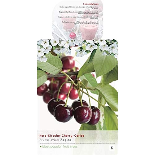 Süßkirsche 'Regina' 100-120 cm Prunus avium - Selbstfruchtend, Robust & Ertragreich - Perfekt für den Garten und Balkon von Blumen-Senf
