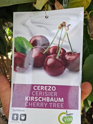 Süßkirsche 'Sunburst' (Prunus avium, selbstfruchtend) – ca. 160–200 cm hoch inkl. Topf – Stammhöhe ca. 100 cm von Blumen-Senf