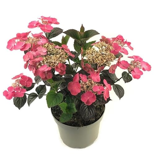 Tellerhortensie Hydrangea serrata 'Daredevil' – kompakte, winterharte Gartenhortensie mit rotem Laub im 3L Topf – ideal für Beet, Kübel & Balkon von Blumen-Senf