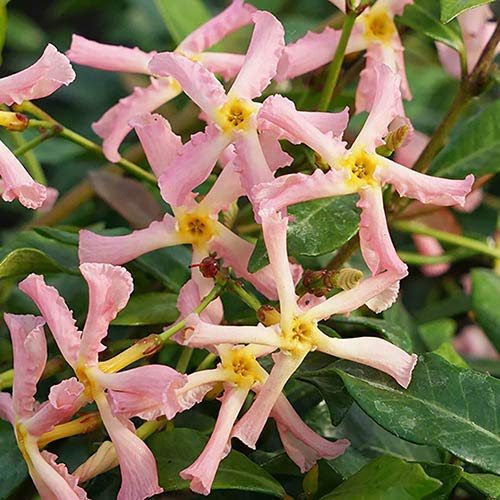 Toskanischer Jasmin Trachelospermum 'Pink Showers' 30-50 cm - Kletterpflanze von Blumen-Senf