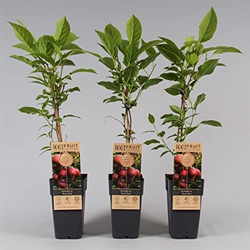 Trauben-Kiwi Ken's Red 70 cm Actinidia arguta Kens Red - Zwerg-Kiwi - weibliche von Blumen-Senf