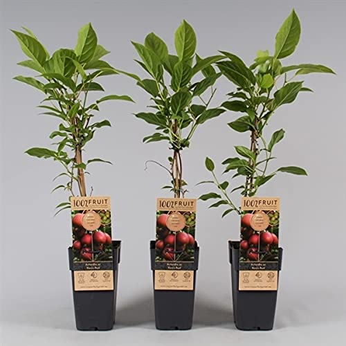 Actinidia arguta Ken’s Red – Zwerg-Kiwi weiblich, 60–70 cm – Selbstfruchtbare Mini-Kiwi mit roten Früchten – Winterhart & robust – Obstpflanze für Garten, Terrasse & Kübel von Blumen-Senf