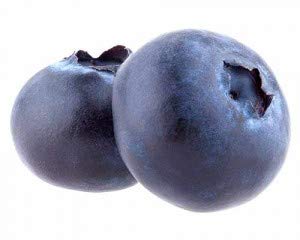 Vaccinium corymbosum Pioneer - ca. 30 cm - Kulturheidelbeere, Hochbuschige Heidelbeere Vaccinium corymbosum Pioneer - ca. 30 cm - Kulturheidelbeere, Hochbuschige Heidelbeere von Blumen-Senf
