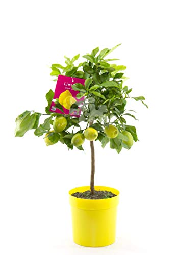 Vier-Jahreszeiten-Zitrone 80-100 cm Citrus limon Lunario Zitrone Zitronenbäumchen von Blumen-Senf