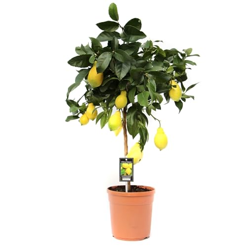 Vier-Jahreszeiten-Zitrone 80-100 cm Citrus limon Lunario Zitrone Zitronenbäumchen von Blumen-Senf