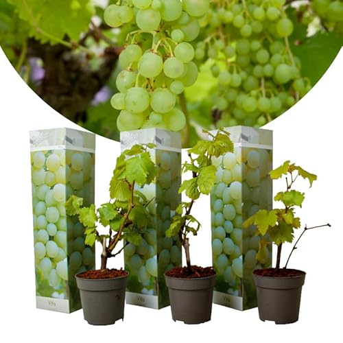 Vitis vinifera Chardonnay - 3er Set Weinreben - Winterharte Rebstöcke im 9cm Topf - 25-40cm hoch - Perfekt für Weinbau & Garten von Blumen-Senf