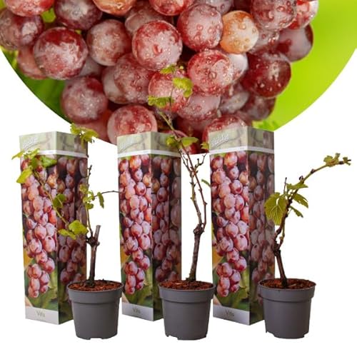 Vitis vinifera Pinot Gris - 3er Set - Weinrebe - Topf 9cm - Höhe 25-40cm Vitis vinifera Pinot Gris - 3er Set - Weinrebe - Topf 9cm - Höhe 25-40cm von Blumen-Senf
