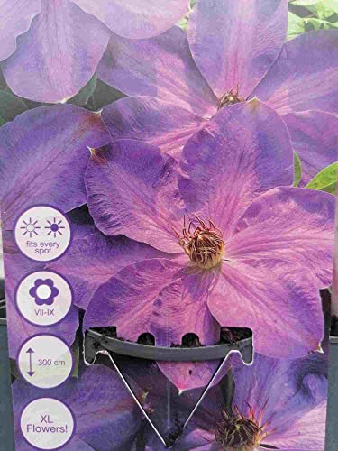 Waldrebe Clematis Elsa Spath 60-80 cm Kletterpflanze von Blumen-Senf