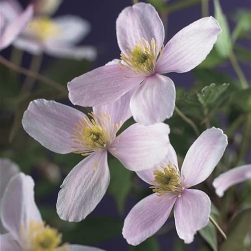 Waldrebe Clematis Montana Fragrant Spring 60-80 cm Kletterpflanze von Blumen-Senf