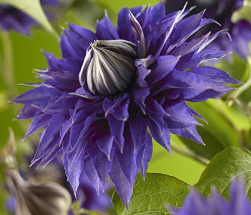 Waldrebe Clematis Multi Blue 60-80 cm Kletterpflanze von Blumen-Senf