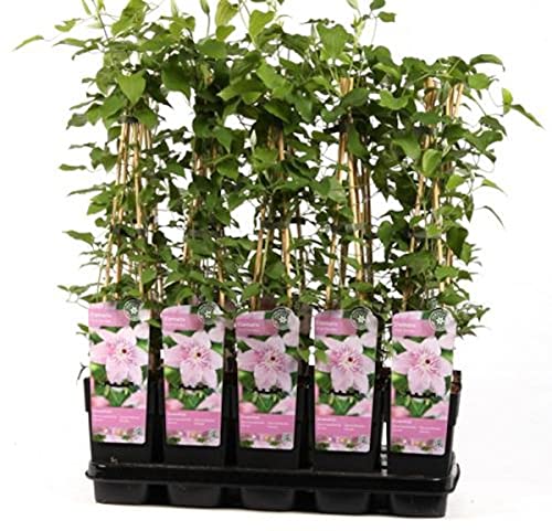 Waldrebe Clematis Pink Fantasy 60-80 cm Kletterpflanze von Blumen-Senf