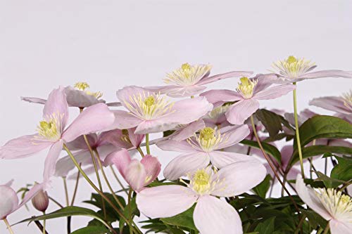 Waldrebe Clematis montana var. rubens 60-80 cm Kletterpflanze von Blumen-Senf