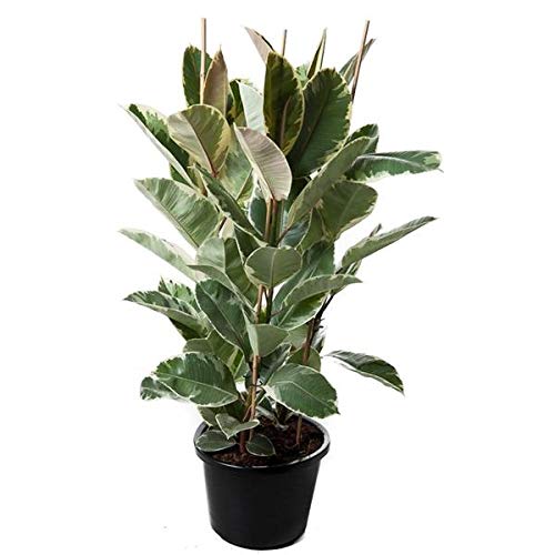 Weissbunter Gummibaum 3 Pflanzen im Topf ca.120 cm Ficus elastica Tineke Zimmerpflanze von Blumen-Senf