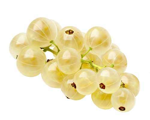 Weiße Johannisbeere Ribes rub. 'Witte Hollander' C2-2 Liter 65 cm von Blumen-Senf