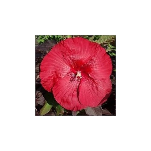 XXL Hibiscus Carousel Geant Red Riesenhibiskus Staudenhibiskus von Blumen-Senf