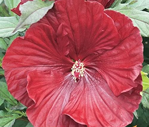 XXL Hibiscus moscheutos 'Cranberry Crush' ® Riesenhibiskus Staudenhibiskus von Blumen-Senf