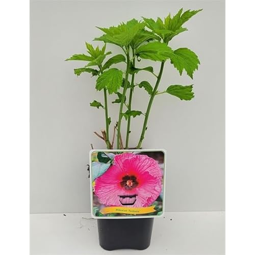 XXL Hibiscus moscheutos Fantasia Riesenhibiskus Staudenhibiskus von Blumen-Senf