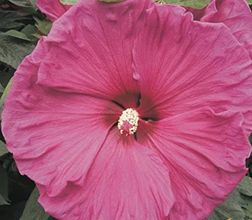 XXL Hibiscus moscheutos 'Jazzberry Jam' ® Riesenhibiskus Staudenhibiskus von Blumen-Senf