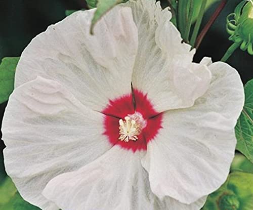 XXL Hibiscus moscheutos 'Old Yella'® – Riesenhibiskus Staudenhibiskus | Winterhart, Großblütig, Bienenfreundlich, Mehrjährig | Für Garten, Terrasse & Kübel von Blumen-Senf