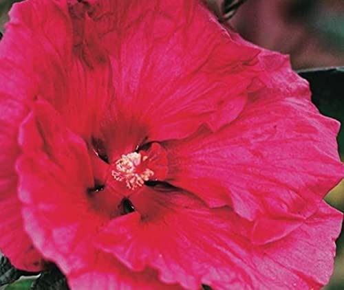 XXL Hibiscus moscheutos 'Robert Fleming' ® Riesenhibiskus Staudenhibiskus von Blumen-Senf