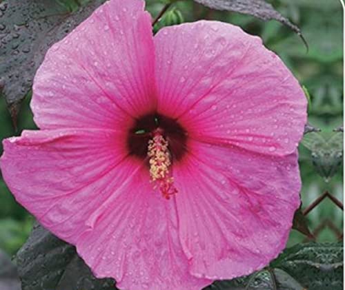 XXL Hibiscus moscheutos 'Royal Gem' ® Riesenhibiskus Staudenhibiskus von Blumen-Senf