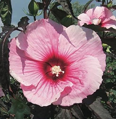 XXL Hibiscus moscheutos 'Summer Storm' ® Riesenhibiskus Staudenhibiskus von Blumen-Senf